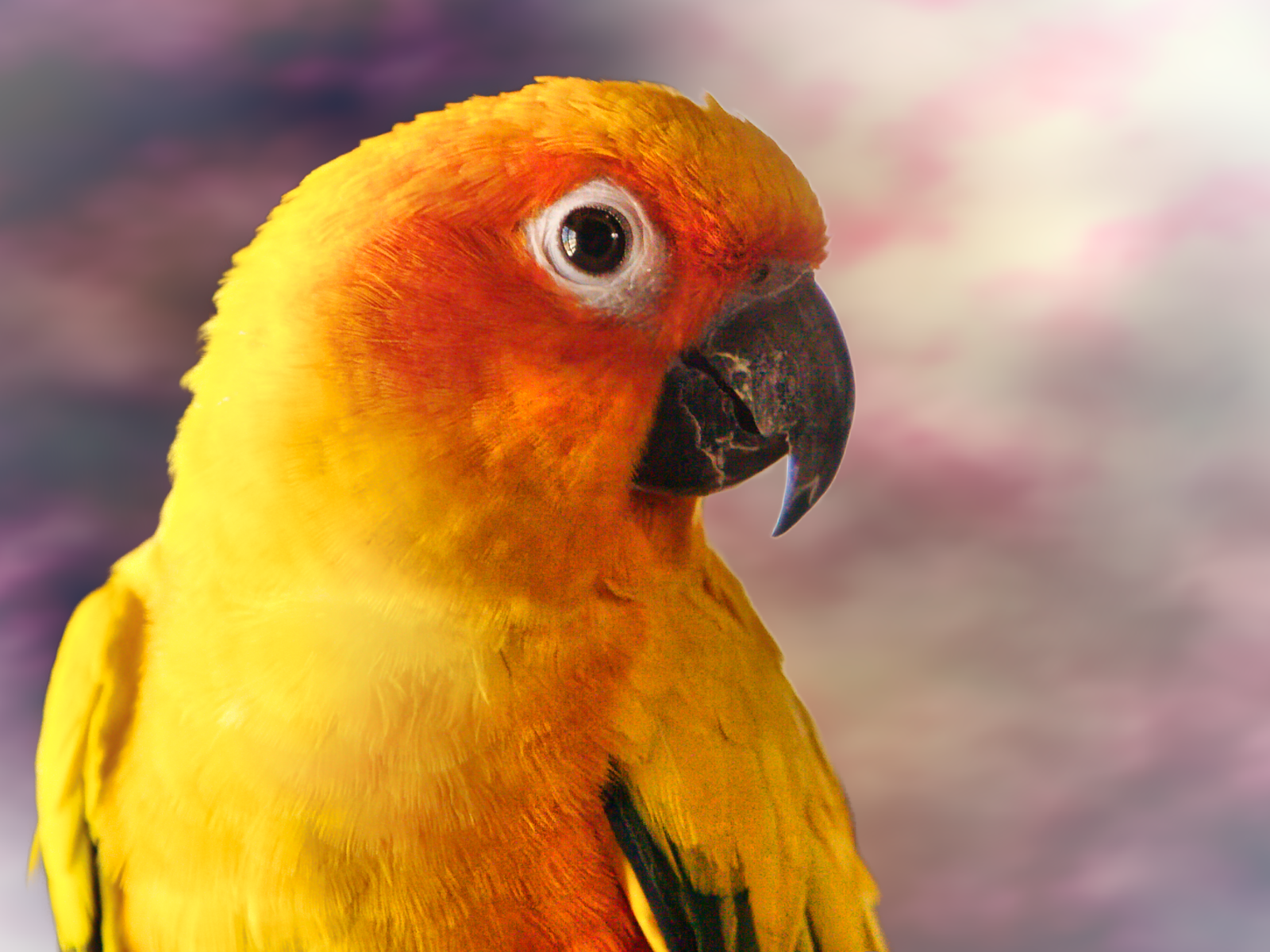 Tropical Dreamer in Colorado